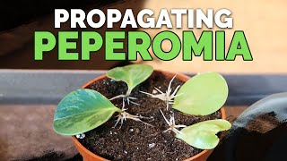 How to Propagate Peperomia 2 Easy Methods [upl. by Notrub]