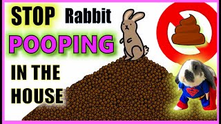 How do I stop my rabbit pooping everywhere  Rabbit Litter Training [upl. by Ecirehs638]