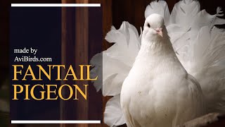 Fantail Pigeon [upl. by Mercorr]