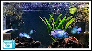 Nine Great Beginner Cichlids [upl. by Timothee199]