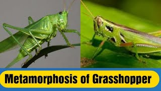 Metamorphosis of grasshopper [upl. by Gnas383]