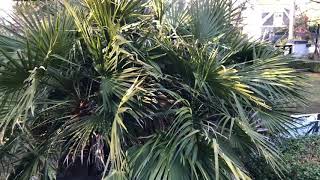 How NOT to prune a Mediterranean Fan Palm [upl. by Nahtanaoj720]