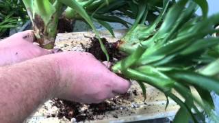 BROMELIAD CARE PROPAGATING METHODS BY SEEDS AND DIVIDING PUPS [upl. by Lesnah827]