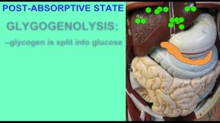 METABOLISM ABSORPTIVE AND POSTABSORPTIVE STATES [upl. by Orville]