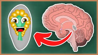 What Is The Pineal Gland and the Endocrine System  How The Human Body Works [upl. by Ocirderf330]