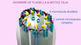 AXONEME of CILIA amp FLAGELLA [upl. by Teragram]