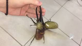 Giant beetle sounds like a jackhammer [upl. by Tesler]