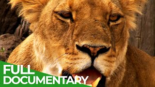 The Last Lion of the Liuwa Plain  Free Documentary Nature [upl. by Nirat409]