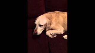 Labrador with Laryngeal Paralysis [upl. by Otrevogir985]