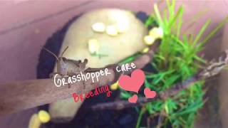 Grasshopper Care Breeding [upl. by Seadon]