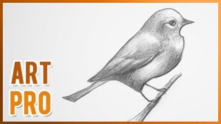 How to Draw a BIRD step by step ⭐ METHOD [upl. by Kimbell]