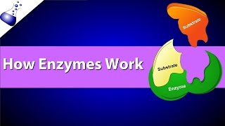 How Enzymes Work [upl. by Gwenni]