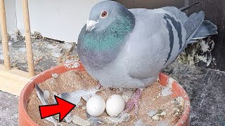 How Long Do Pigeon Eggs Take To Hatch [upl. by Goodwin422]