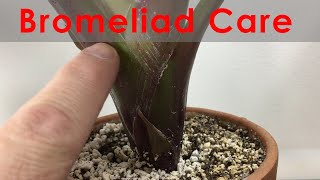 Bromeliad Propagation and Care Update with progression Keeping leaves clean and flowering [upl. by Antonino]