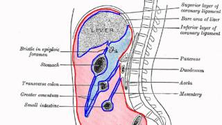 Peritoneal Cavity  Part 1  Anatomy Tutorial [upl. by Anitrak769]