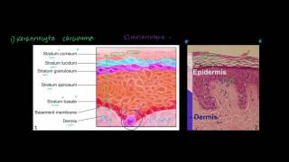 Skin Cancer Basal Squamous Cell Carcinoma Melanoma Actinic Keratosis Nursing NCLEX [upl. by Roath]