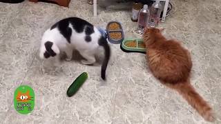 crazy cats scared of cucumbers part II funnycat12 [upl. by Walworth736]