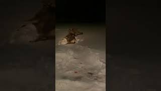 Mountain Lion Drags Deer From Womans Back Yard [upl. by Granoff]