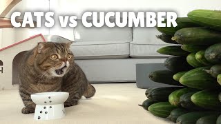 Cats vs Cucumber  Kittisaurus [upl. by Herries]