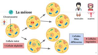 La méiose ♂️♀️ [upl. by Eugeniusz]