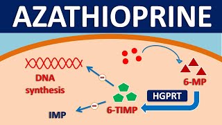 Azathioprine imuran  Mechanism side effects precautions amp uses [upl. by Carine7]