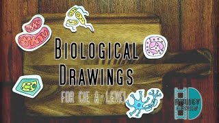 ALevel Biology  Perfect Biological Drawings in Paper 3 [upl. by Ennoved904]