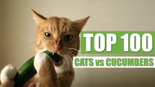 TOP 100 CATS vs CUCUMBERS [upl. by Xenia344]