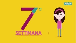 7° settimana di gravidanza [upl. by Iralav]