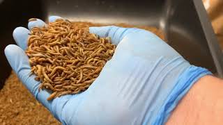 Sorting Mealworms by Size [upl. by Ahsiner]