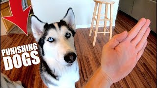 How To Punish Your Husky Or Any Dog [upl. by Inilam]