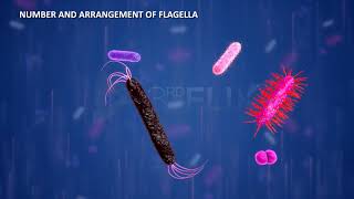 Prokaryotic Cell Flagella amp Fimbriae [upl. by Prober]