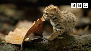 Worlds smallest cat 🐈 BBC [upl. by Lower]