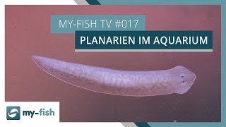 Was tun bei Planarien im Aquarium  myfish TV [upl. by Lordan735]