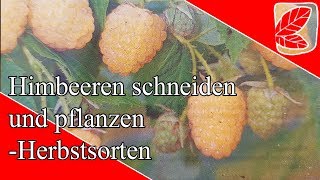 Himbeeren pflanzen und schneiden im Herbst [upl. by Asiralc]