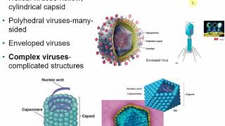 2117 Chapter 13  Viruses Viroids and Prions [upl. by Ardni]