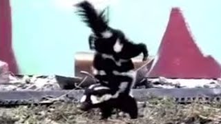 Spotted Skunk Handstand  Weird Nature  BBC Studios [upl. by Torruella502]