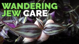 Wandering Jew Plant Care Growing Tradescantia Zebrina [upl. by Cerf]