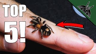 Top 5 MUST HAVE Tarantulas Beginner friendly list [upl. by Nov]