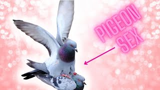 how do pigeons mate [upl. by Strepphon]