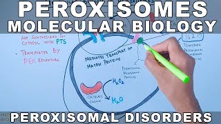 Molecular Biology of Peroxisomes  Peroxisomal Disorders [upl. by Lacagnia335]