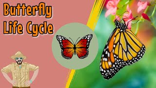 The Butterfly Life Cycle  Educational Videos For Kids [upl. by Ivy553]