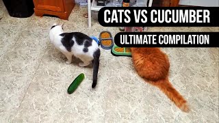 Cats Scared of Cucumber  Ultimate Compilation [upl. by Syst]