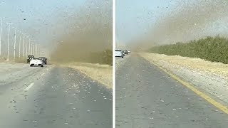 Car Drives Through Huge Grasshopper Swarm [upl. by Chevalier]