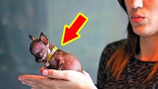 The SMALLEST DOGS In The World [upl. by Ahsii]