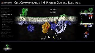 Cell Communication 3 GProteinCoupled Receptors [upl. by Ainoda]