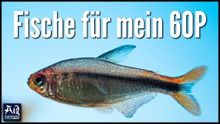 Welche Fische für mein 60cm Aquarium  AquaOwner [upl. by Llevert667]