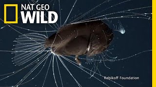 FirstEver Footage of DeepSea Anglerfish Mating Pair  Nat Geo Wild [upl. by Mariette]