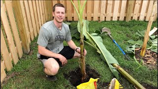 How to Plant a Banana Tree [upl. by Campbell]