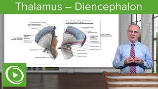 Thalamus – Diencephalon  Lecturio [upl. by Akerdnuhs]