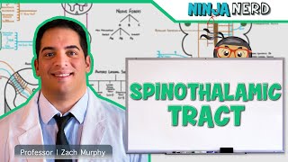 Ascending Tracts  Spinothalamic Tract [upl. by Novello]